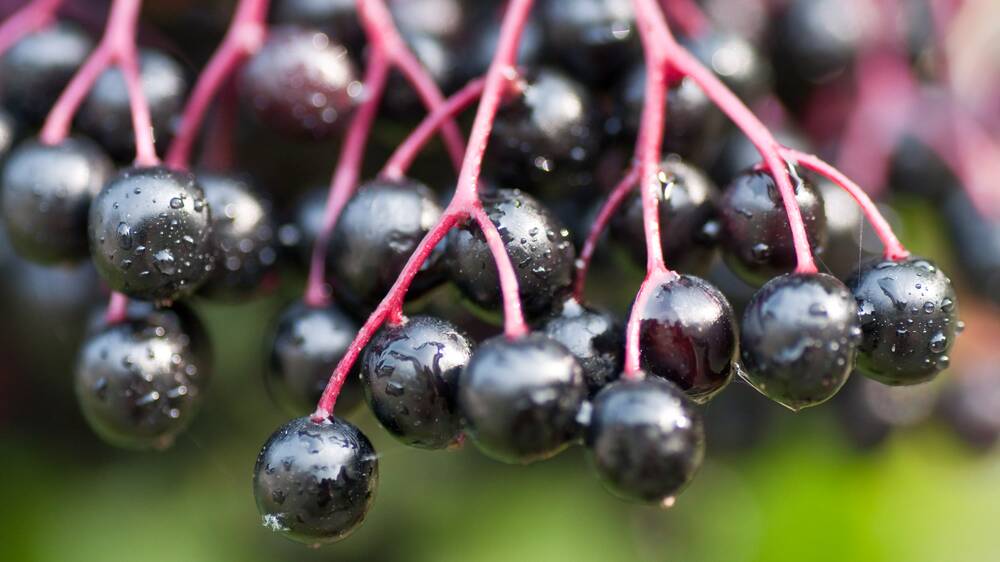 The juice of the elderberry (Sambucus canadensis) may help reduce the severity of various respiratory viruses like influenzas. Picture Shutterstock