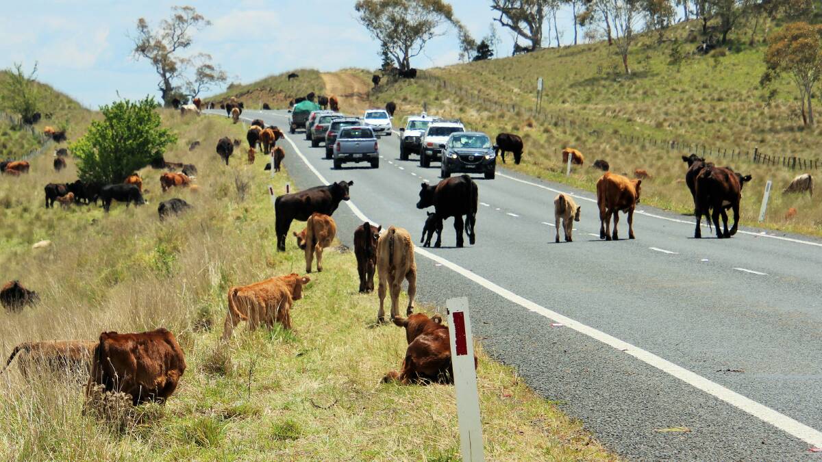 Cars share the road with grazing cattle on the 'Long Paddock' between Nimmitabel and Cooma. Picture by Dave Moore