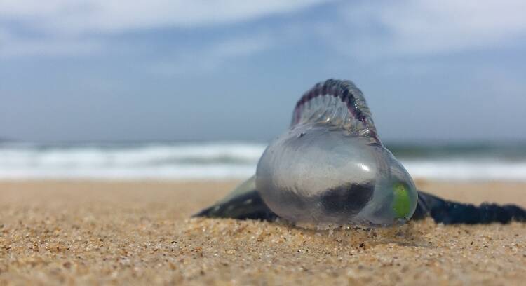 Bluebottles exist in a colony and cannot survive alone. Picture Shutterstock