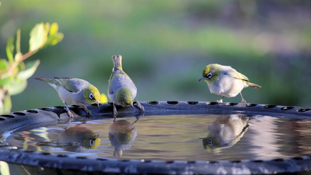 .A birdbath benefits the birds - and you can enjoy their antics. Pictures Shutterstock