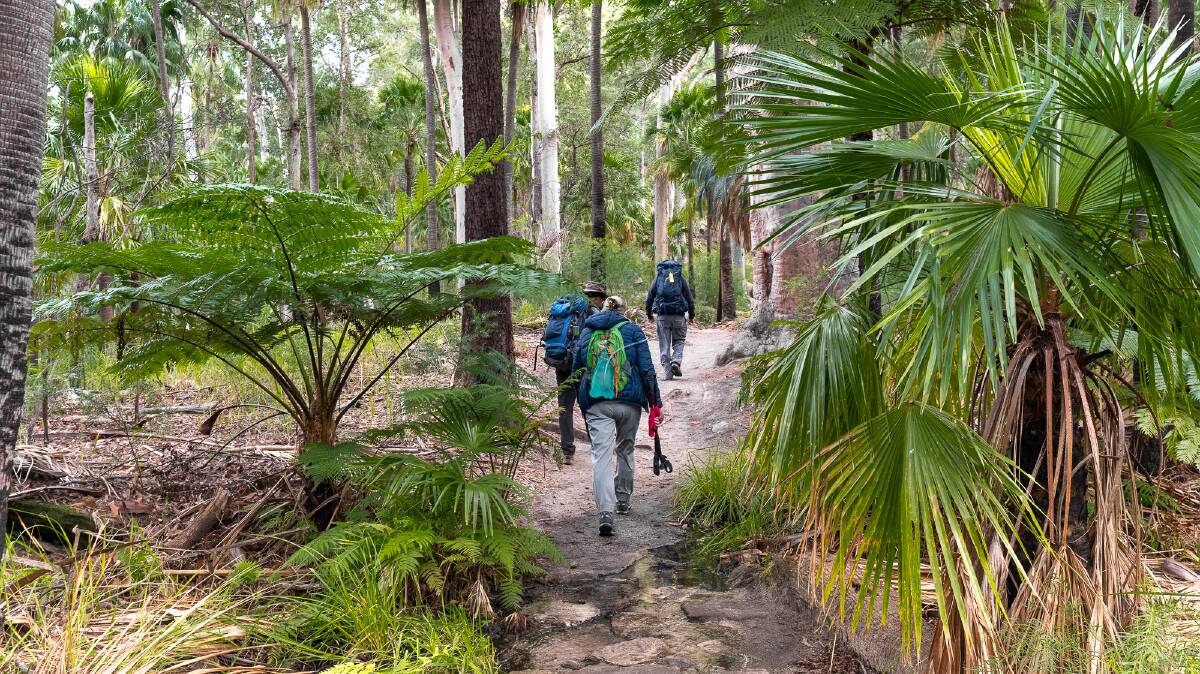 Walking through cycads and fan palms on the main track of Carnarvon Gorge. 