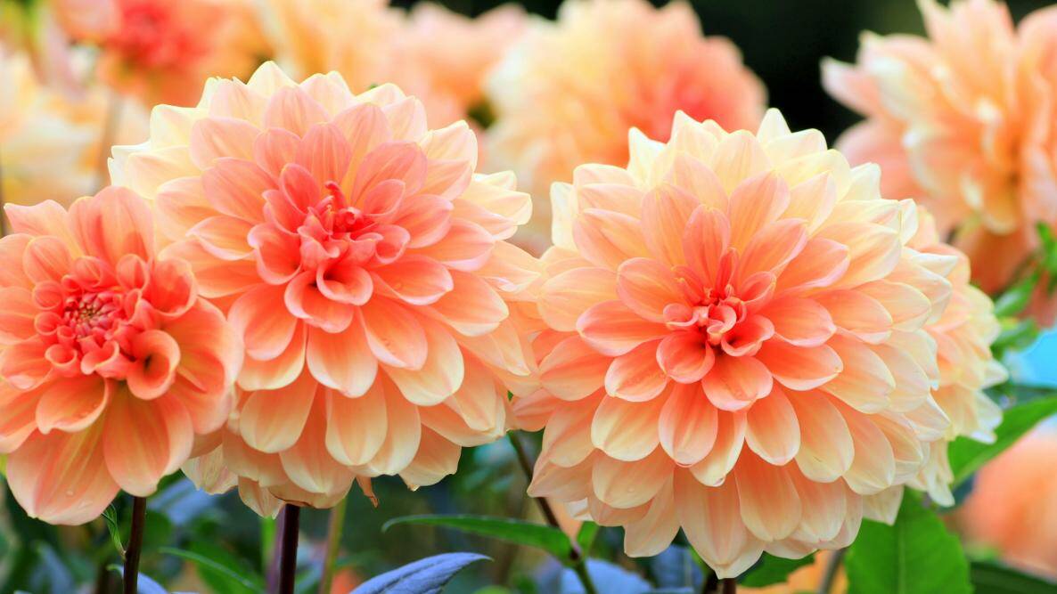 Dahlias are still one of the most stubborn bloomers in our climate. Picture Shutterstock