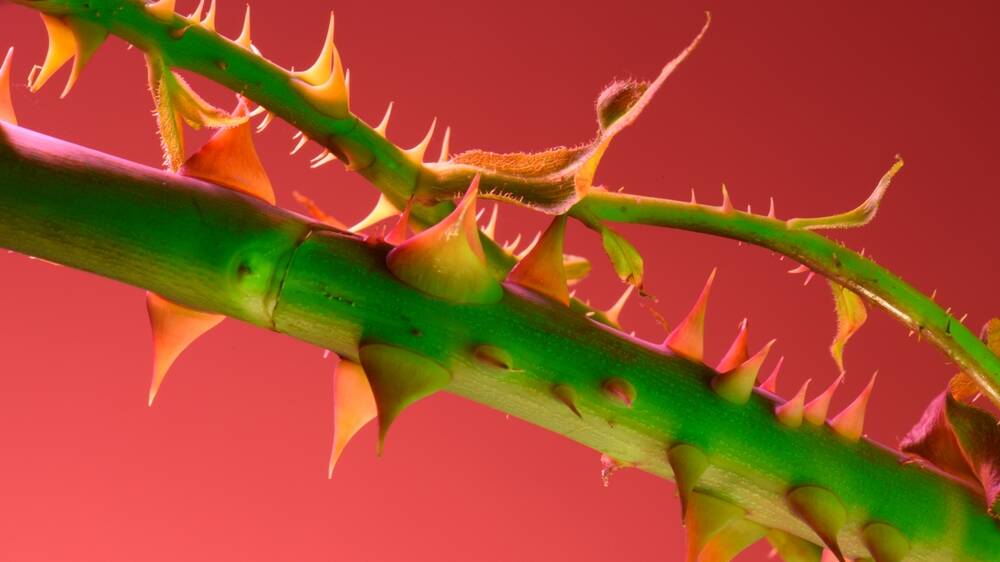 Once rose thorns are snipped off, they don't return. Pictures Shutterstock