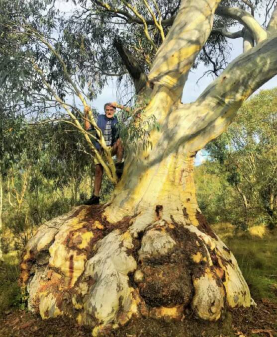 Klaus Hueneke climbs one of the remarkable gum trees in what used to be the grounds of Gungahlin Homestead but is now a nature reserve. Picture by Tim the Yowie Man
