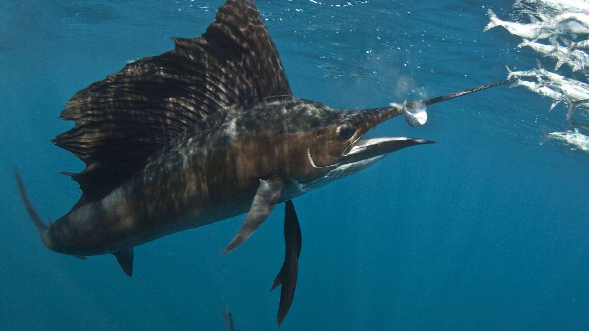 The ultra-streamlined sailfish, which retracts its dorsal fin for optimised speed, has been clocked at 109kmh. Picture supplied 