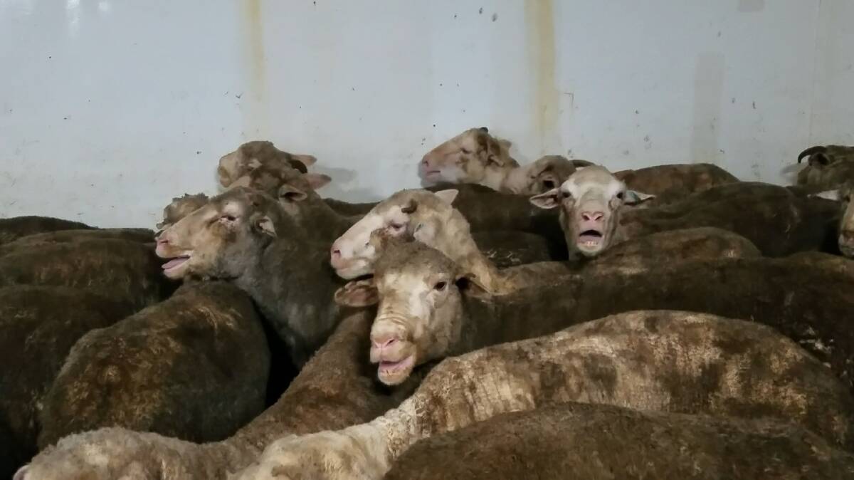 Sheep covered in faeces and crammed on board a live export ship to the Middle East. Picture supplied