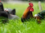 No new cases of bird flu have been reported in the ACT in the past week. Picture supplied