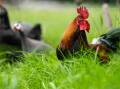 No new cases of bird flu have been reported in the ACT in the past week. Picture supplied