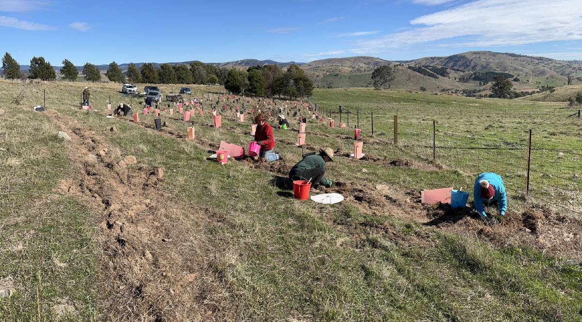 The Murrumbateman Landcare Group at work with the AMC-supplied natives plants. Picture supplied
