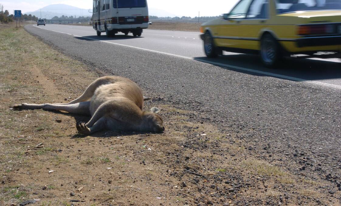 A dead kangaroo beside the Monaro Highway. Picture by Melissa Stiles