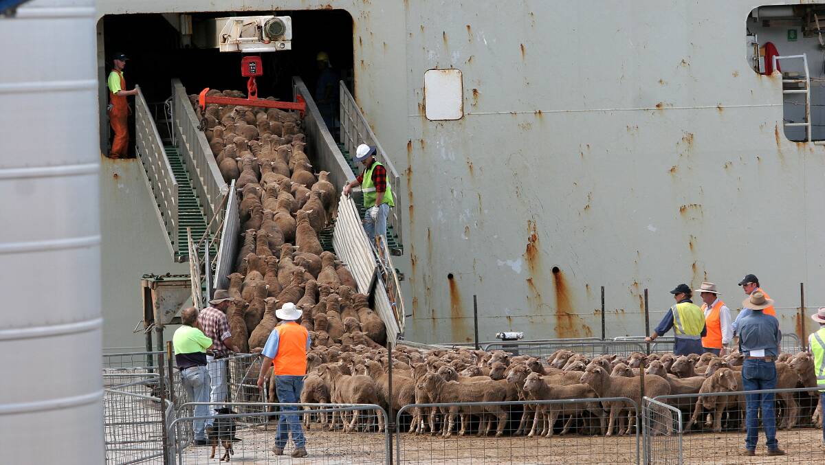 Loading the sheep for export. Picture by Karleen Minney