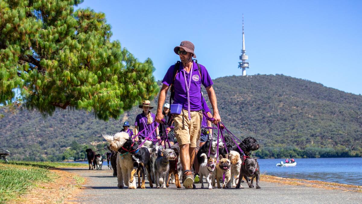 Pups4Fun operations manager Jac Richardson takes a group of dogs on a stroll around the lake. Picture supplied 