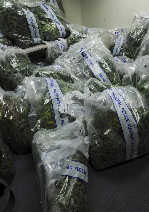 Cannabis seized from a growhouse in the ACT. picture: Graham Tidy 