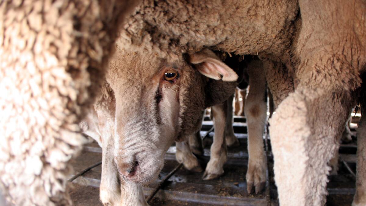 The live sheep export trade will wind up in 2028. Picture by Karleen Minney