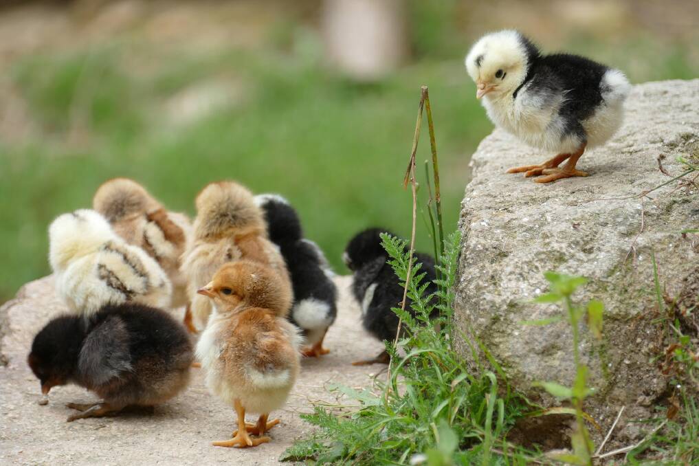 Chickens can be fun and productive, but also vulnerable. Picture by Eveline de Bruin.