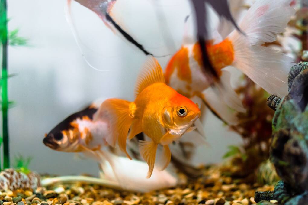 Choose compatible fish for your tank. Picture by Pexels