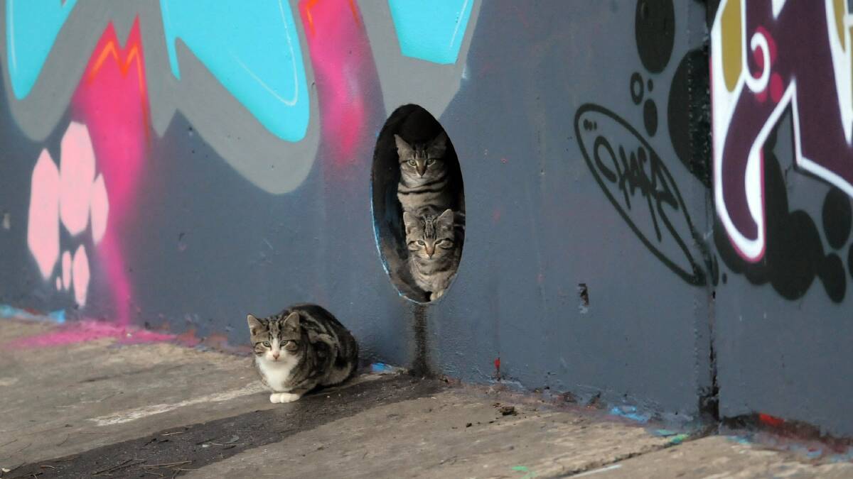 Wild cats in the drains in Woden in 2011. Picture: Graham Tidy.