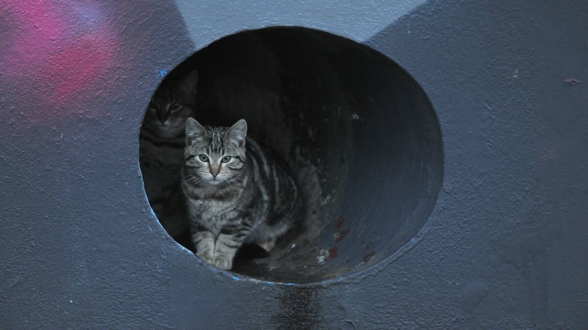 Cats have been spotted living wild in drains in Woden in the past. 