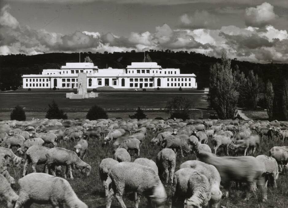 Sheep outside Old Parliament House circa 1940. Picture: National Library of Australia/RC Strangman