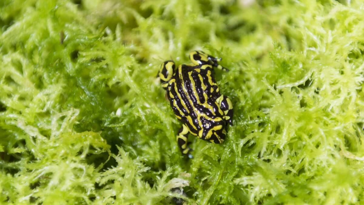 The northern and southern variant of the corroboree frog lost a signficant portion of their habitat in the 2019-20 bushfires. Photo: Dion Georgopoulos