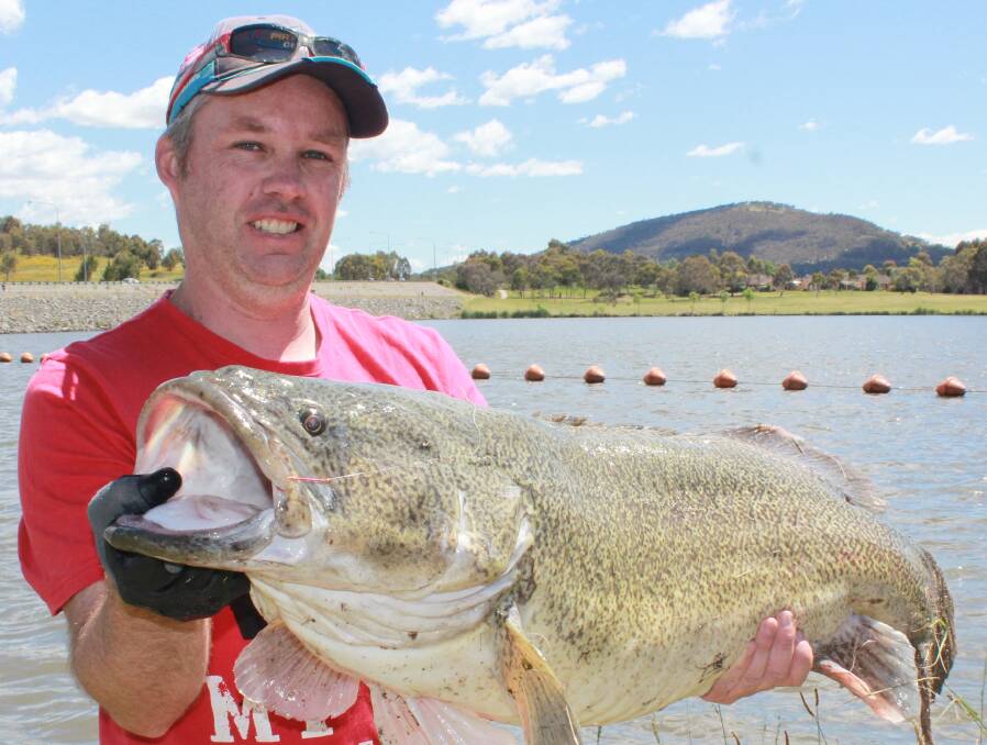 Murray cod are biting in Canberra's urban lakes. Photo: Supplied