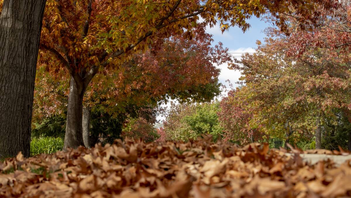 Where to find Canberra's prettiest autumn leaf locations ...