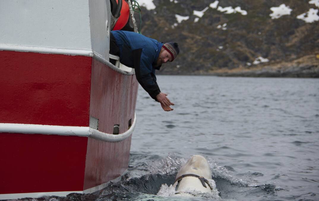 Norwegian fisherman Joar Hesten tries to attract a beluga whale swimming next to his boat before the Norwegian fishermen were able to removed the tight harness, off the northern Norwegian coast on Friday. Photo: AP