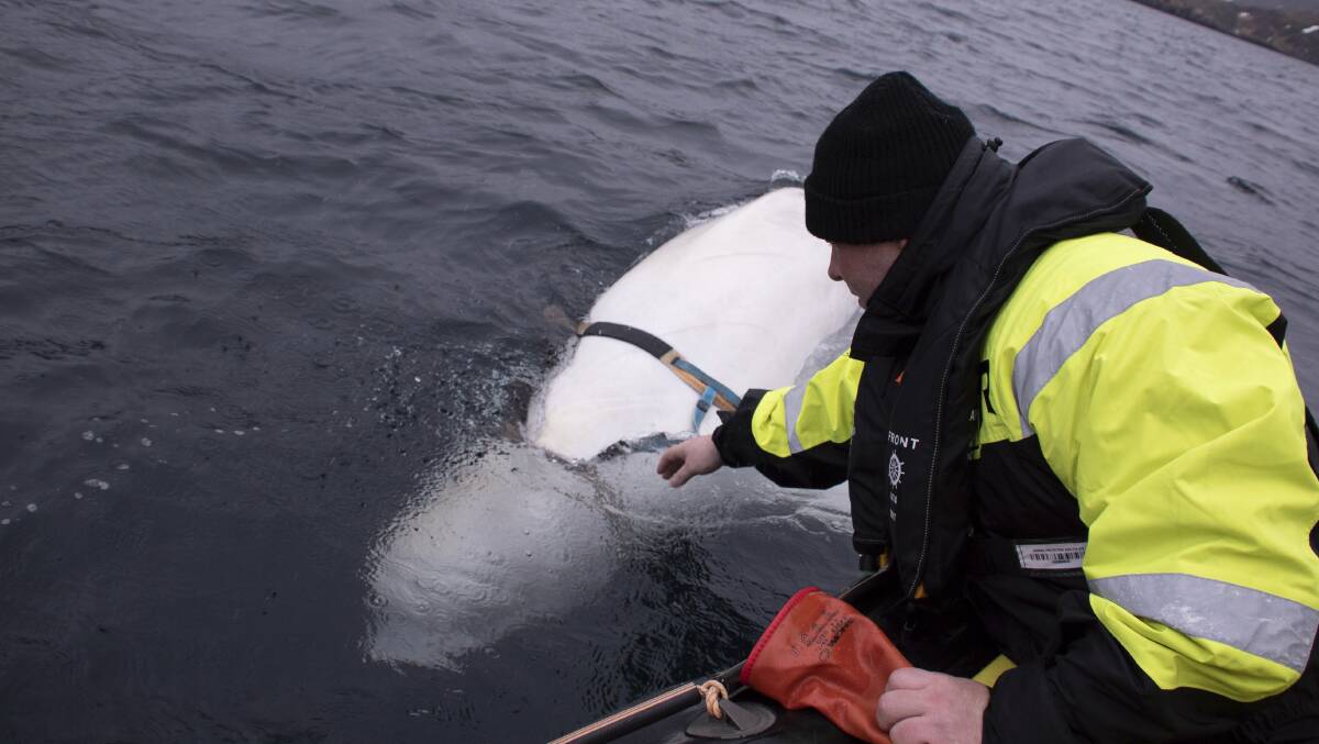 Joergen Ree Wiig tries to reach the harness attached to a beluga whale before the Norwegian fishermen were able to removed the tight harness, off the northern Norwegian. Photo: AP