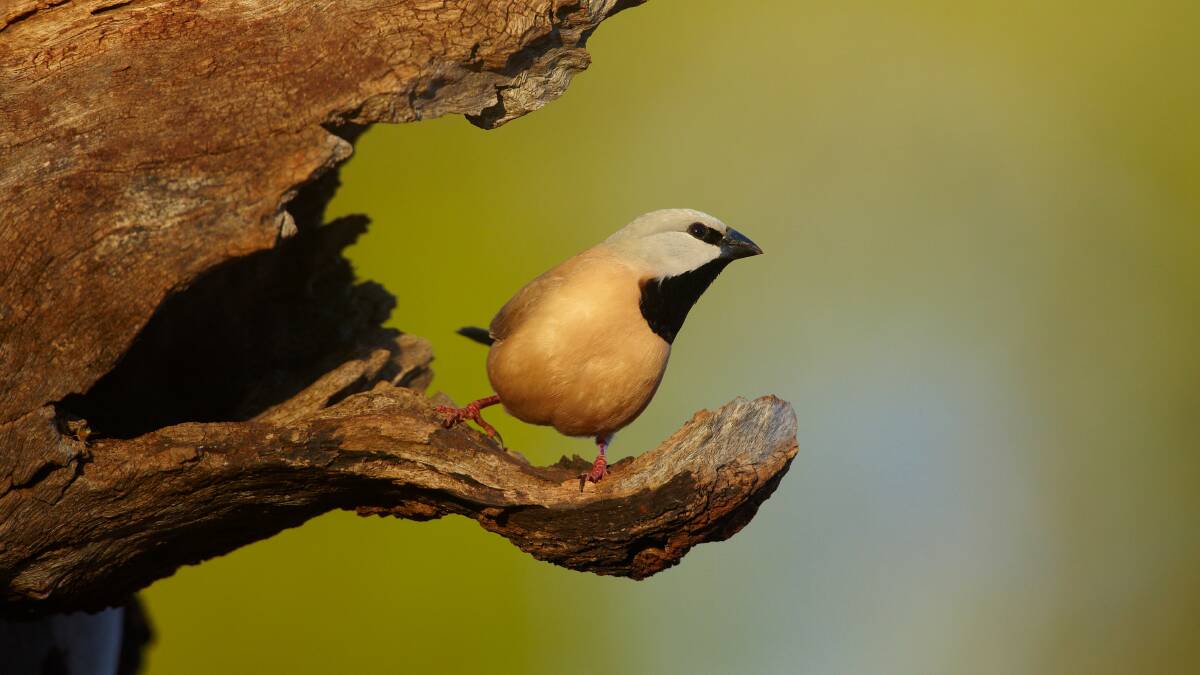 A Black-throated Finch (Poephila cincta) at the entrance to its nest cavity pictured at Flat Creek Station, Georgetown, Queensland. Picture: Alamy