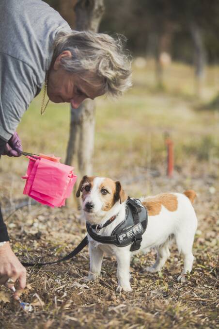 Truffle dog owner Prue Church with her dog Peri, the Jack Russell. Picture: Jamila Toderas
