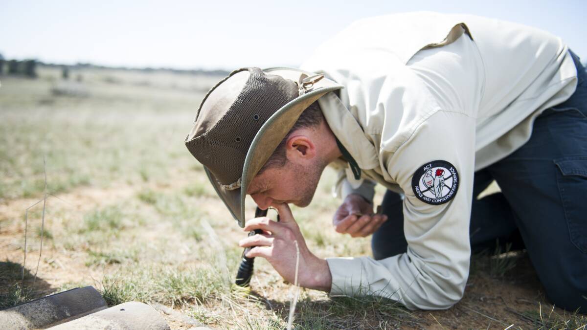 ACT Parks and Conservation Service ecologist Dr Brett Howland searches a burrow for grassland earless dragons. Picture: Dion Georgopoulos