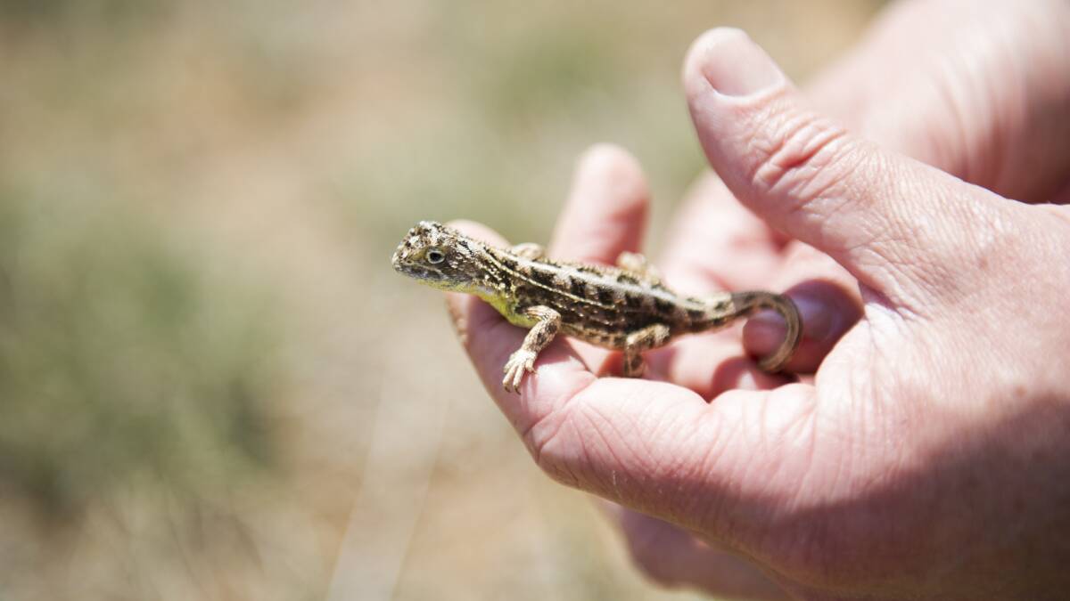 ACT Parks and Conservation Service ecologist Dr Brett Howland holds an endangered grassland earless dragon. Picture: Dion Georgopoulos