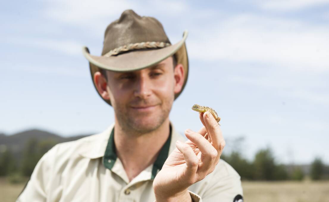 ACT Parks and Conservation Service ecologist Dr Brett Howland with an endangered grassland earless dragon. Picture: Dion Georgopoulos