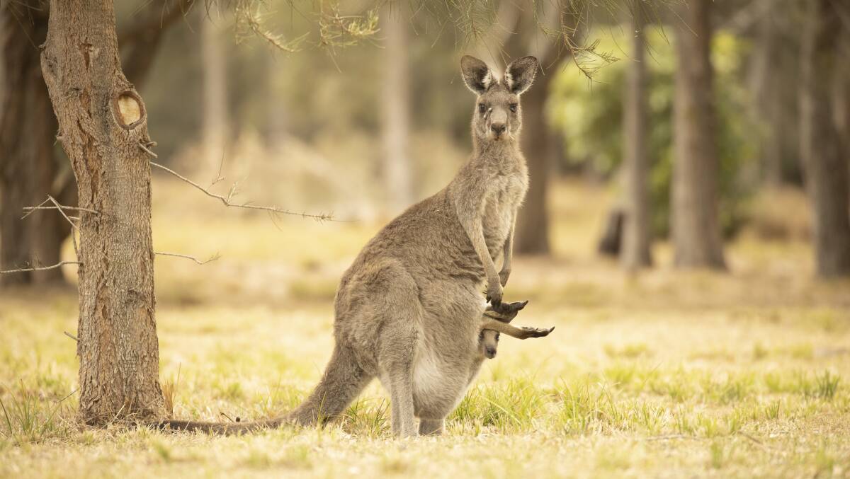 An Eastern Grey kangaroo with her joey at Bawley Point, a day after a bushfire sent kangaroos panicking in surrounding bush. Picture: Sitthixay Ditthavong