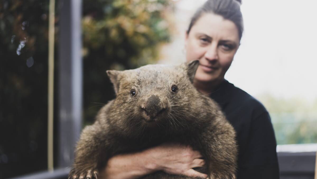 Wombat Rescues In Canberra Surge Due To Flooding And Rampant Mange 