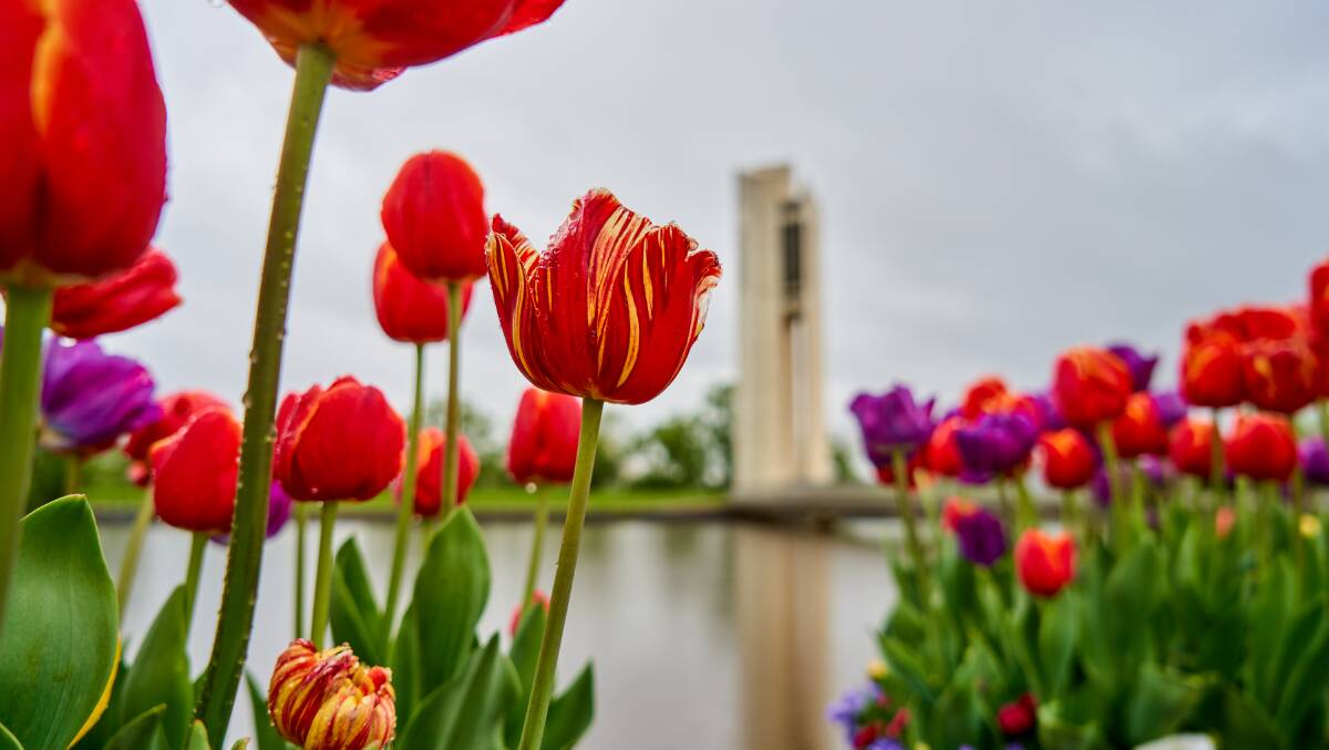 Floriade: Reimagined installation in-front of the Carillon. Picture: Matt Loxton,
