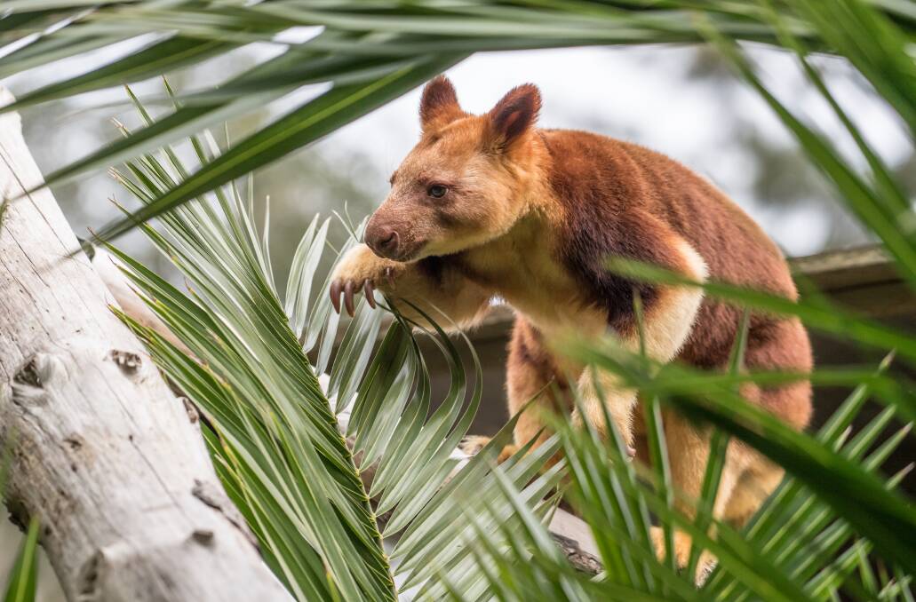 Simbu the tree kangaroo. It is currently not clear what effect foot-and-mouth disease may have on kangaroo species. Picture: Karleen Minney.