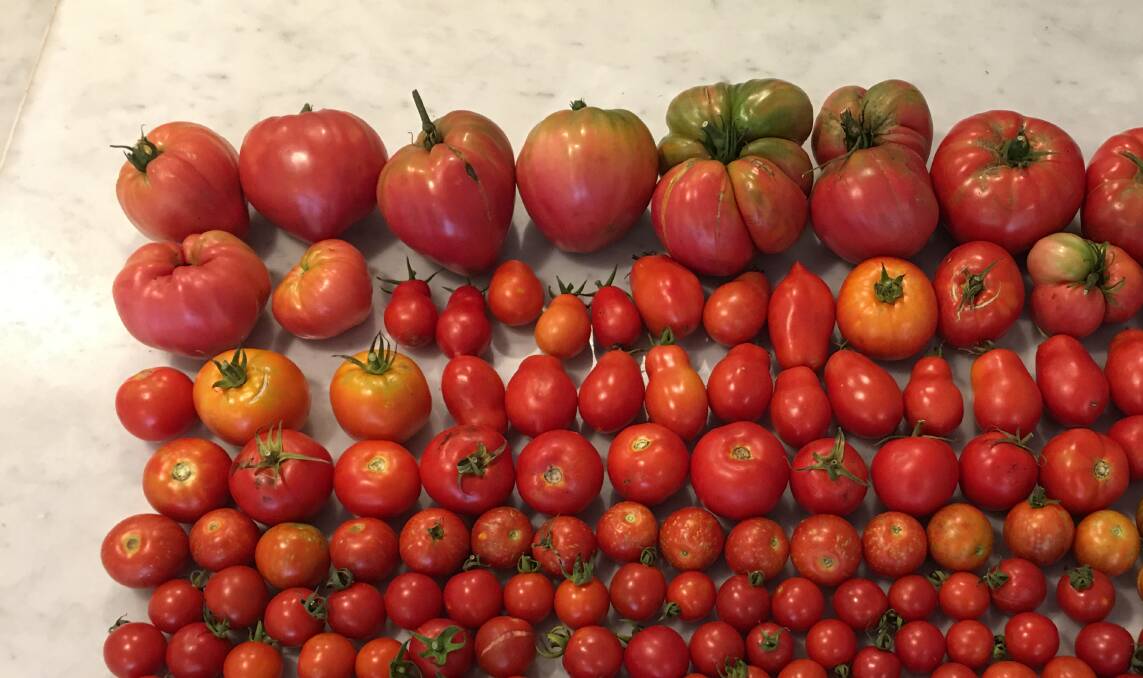 Alan Robertson's latest tomato harvest. Picture by Alan Robertson 