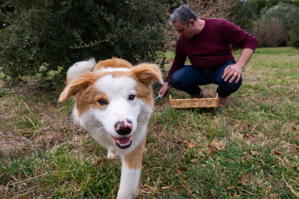Christophe Gregoire trained his dog, Largo, to hunt for truffles. Picture by Elesa Kurtz