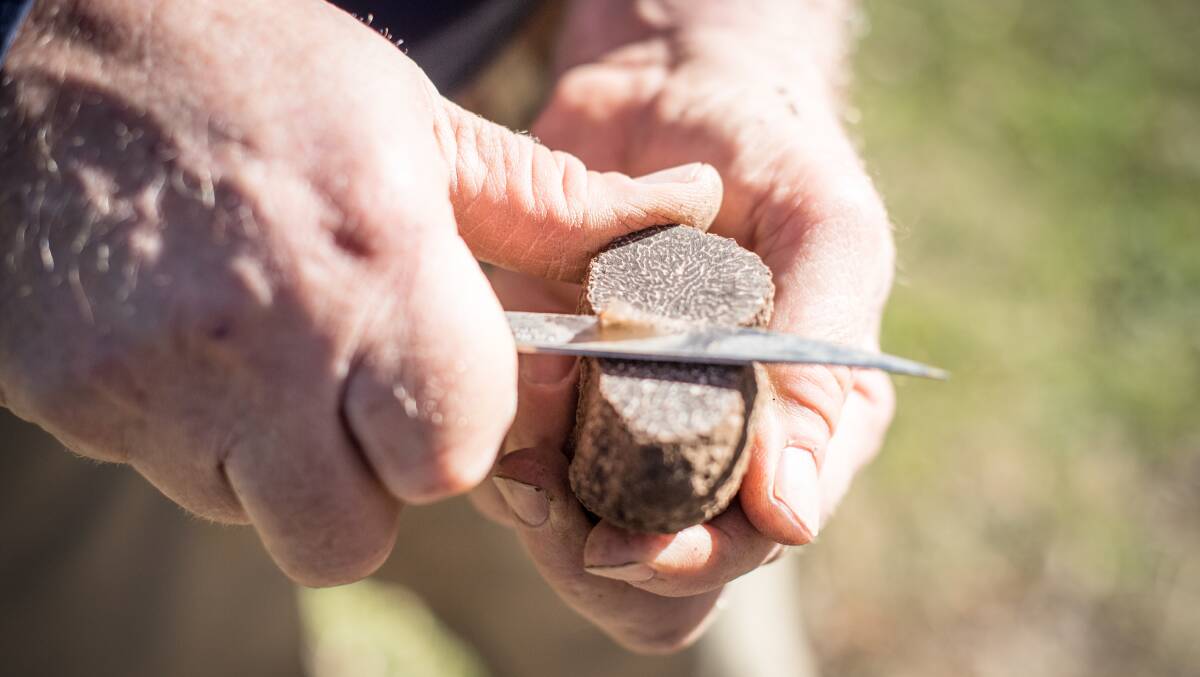 Truffle farmer Peter Marshall, of Terra Preta Truffles, with one of his finds. Picture by Karleen Minney
