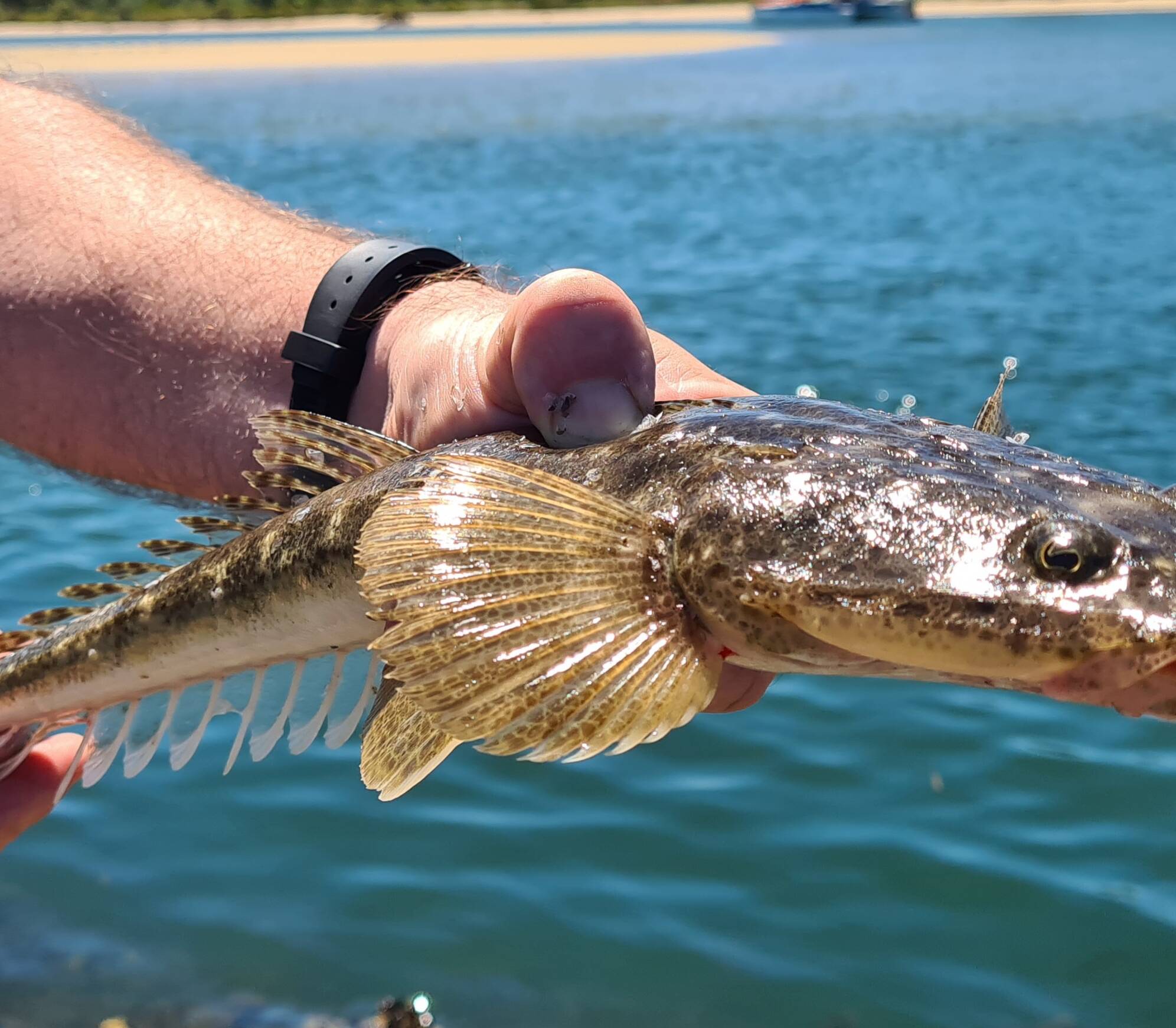 How to catch bluespot flathead - Fishing World Australia