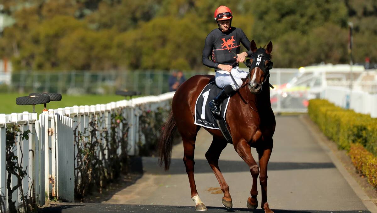 Semana - trained by Ciaron Maher - will use Saturday's race as a stepping stone. Picture Getty Images