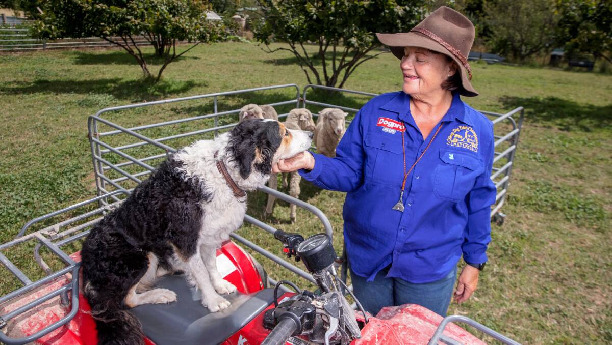 National sheep dog trials set to be barking success The Canberra