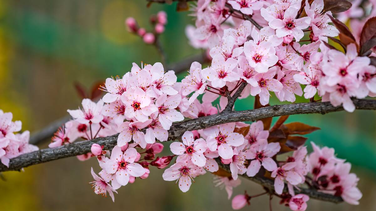 The flowering cherry is among the most desirable spring blossom trees ...