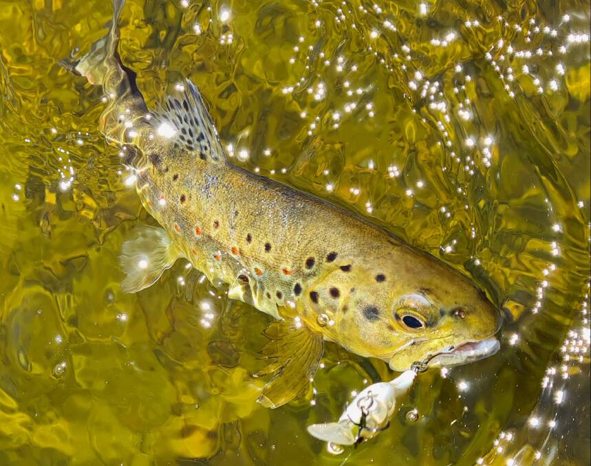 Gone fishin: Trout fishing is heating up for the holidays