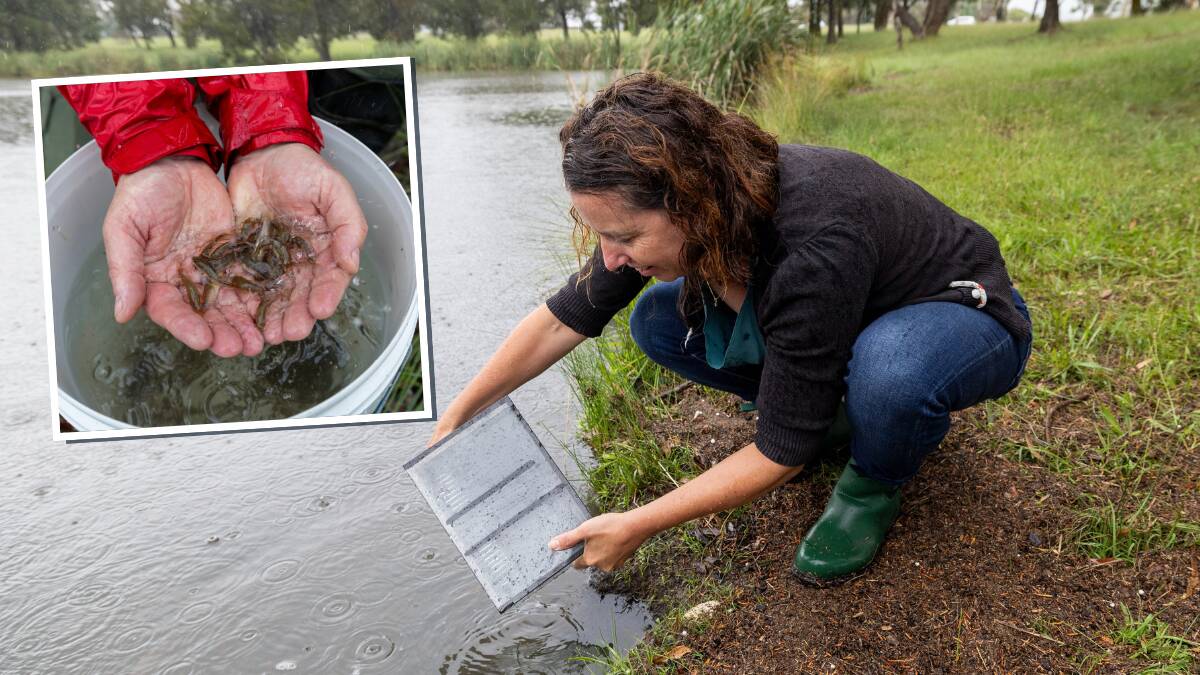 Environment Minister Rebecca Vassarotti helps restock Lake Tuggeranong with native fingerlings. Pictures by Gary Ramage