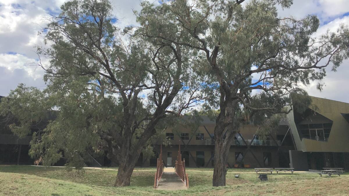 Two apple box trees (Eucalyptus bridgesiana), the last remnants of pre-colonial woodlands on the lower Acton Peninsula, now grace the grounds of AIATSIS. They are more than 210 years old. Picture by Tim the Yowie Man