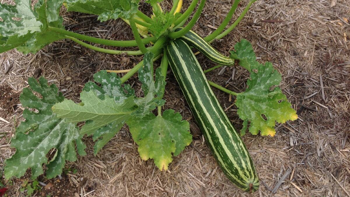 There is more to zucchini than meets the eye.