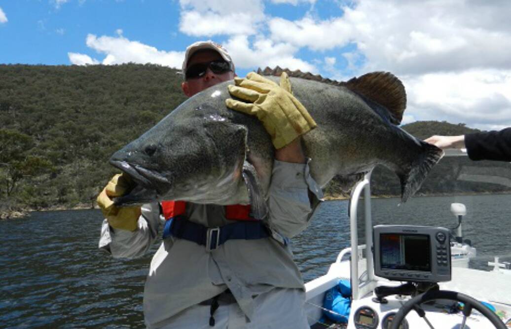 jyes_fishin_mission got that Murray Cod to inhale the Bull Shad