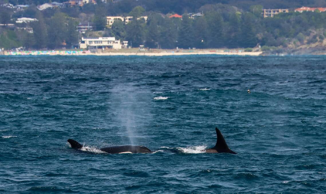The pod of orcas snapped by Jodie Lowe's Marine Animal Photography off Flynns Beach, Port Macquarie.